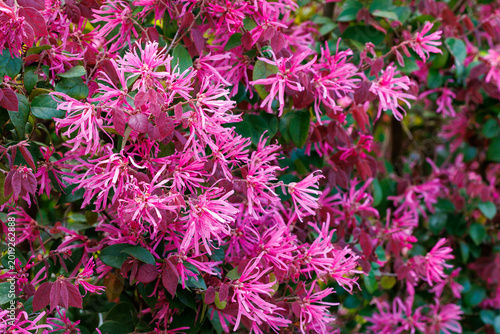 Cuadro en lienzo Close-up of red Chinese fringe bush flowers blooming on a garden hedge