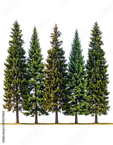 A group of tall evergreen trees on a white background
