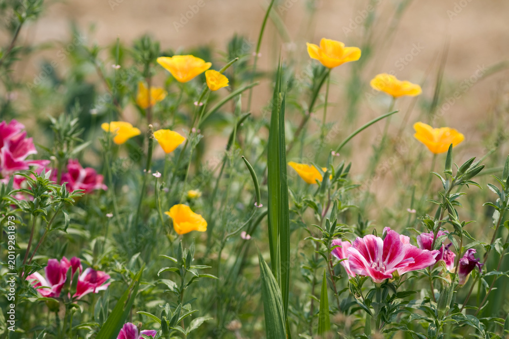 Obraz premium California Poppies and Pink Flowers in Spring Garden