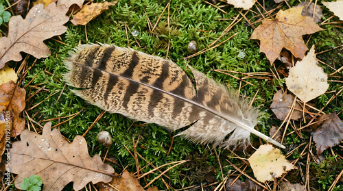 Detailed close-up of a patterned bird feather resting on mossy forest floor with fallen autumn leaves