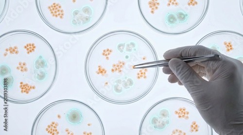 Biotechnology Researcher Handling Cell Cultures with Tweezers in Petri Dishes for Genetic Study and Microbiology Advancements
