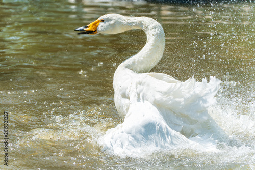 Photos Swans frolic in the water, their wings flapping and splashing water everywhere