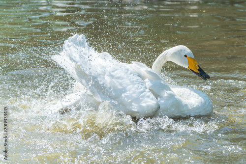 Tableau sur toile Swans preen their feathers in the water, splashing water.