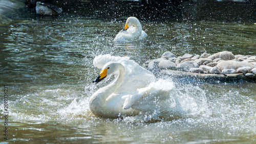 Tableau sur toile Swans frolic and bathe in the water, splashing water as they flap their wings
