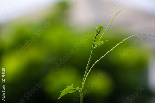 close-up shot of a delicate, young green shoot with small leaves and tendrils reaching upwards