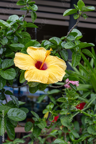 Yellow Hibiscus Flower with Dark nature Background