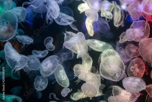 Glowing colourful Jellyfish in a Neon Aquarium