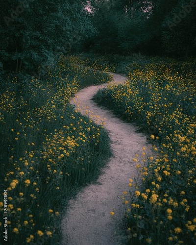 Winding Path Through a Field of Yellow Wildflowers