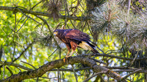 Bild auf Leinwand Harris hawk perched on pine tree branch in forest
