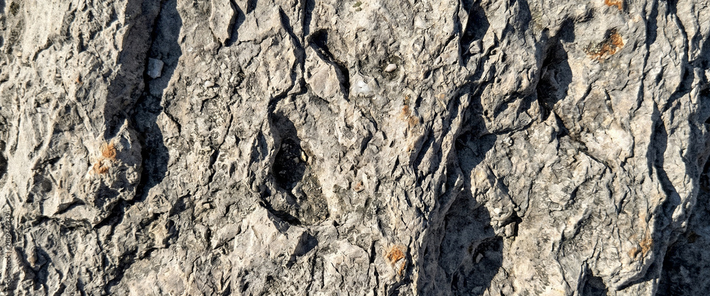 Fototapeta premium Close-up of textured tree bark, showcasing natural patterns and details. The rough surface highlights the intricate design found in nature.
