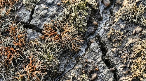 Macro View of Lichen and Cracked Earth with Water Stream