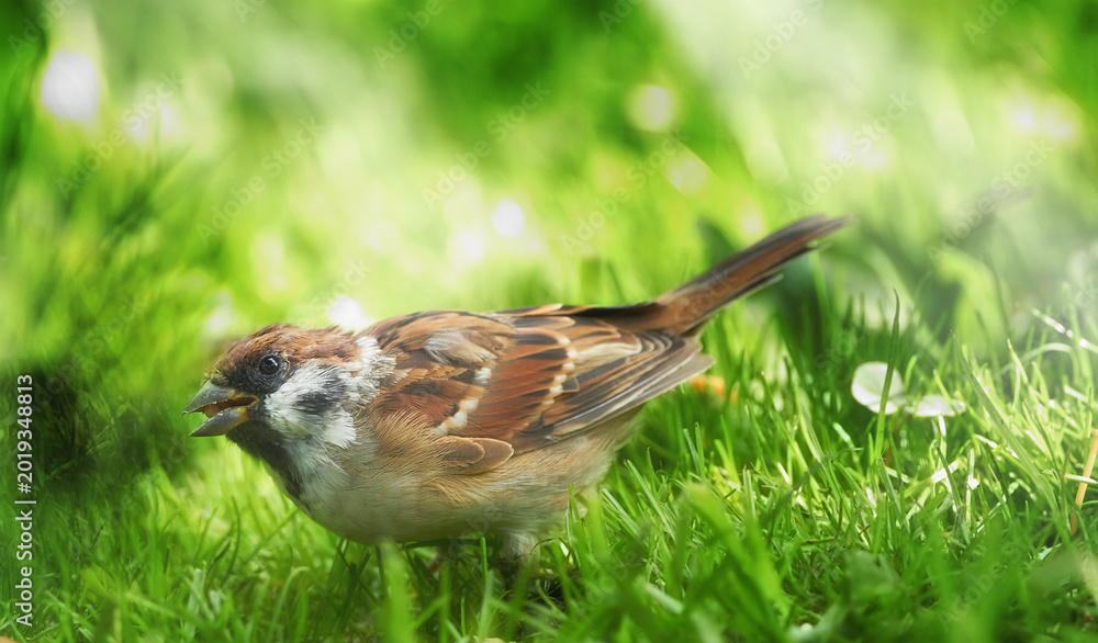 Fototapeta premium Grass, garden and sparrow for ecology, environment and sustainability in park or nature. Survival, outdoor and ecosystem with bird in natural habitat for foraging, spring and wildlife with greenery