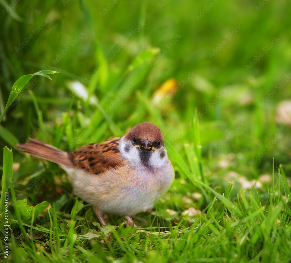 Fototapeta premium Grass, nature and sparrow for outdoor, environment and sustainability in garden or park. Survival, ecology and ecosystem with bird in natural habitat for foraging, spring or wildlife for biodiversity