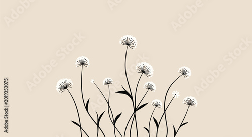 Black and white dandelion flowers