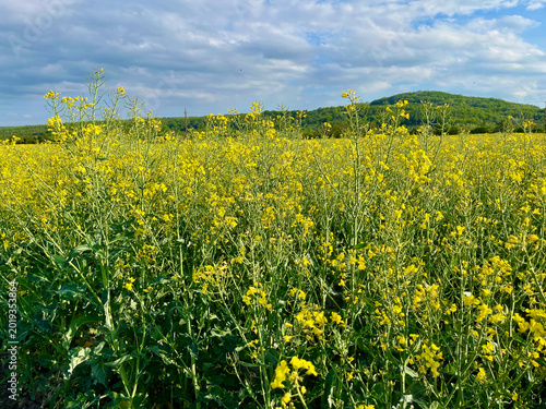 Landscape with an agricultural yellow field with rapeseed. Mountains in the background