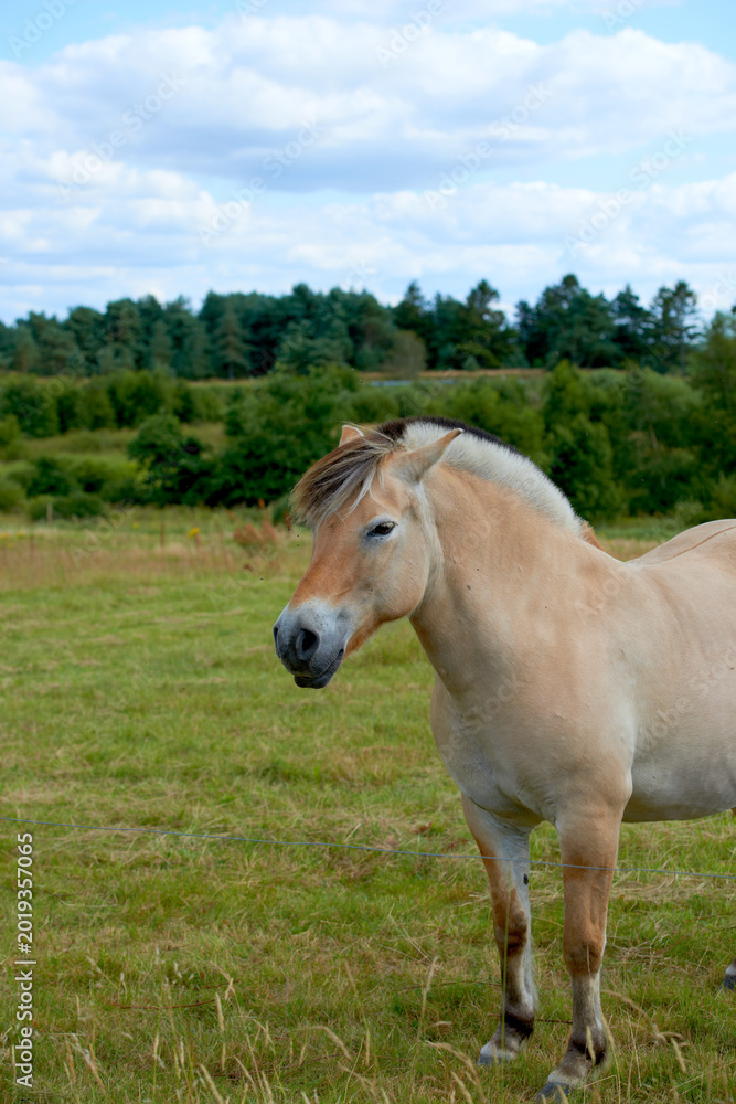 Fototapeta premium Agriculture, horse and calm on grass in pasture for sustainable farming, ranching and conservation. Nature, profile and animal in field for land management, livestock habitat and natural environment