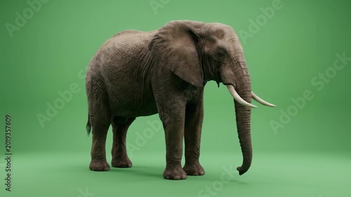 Elephant standing on green background.
