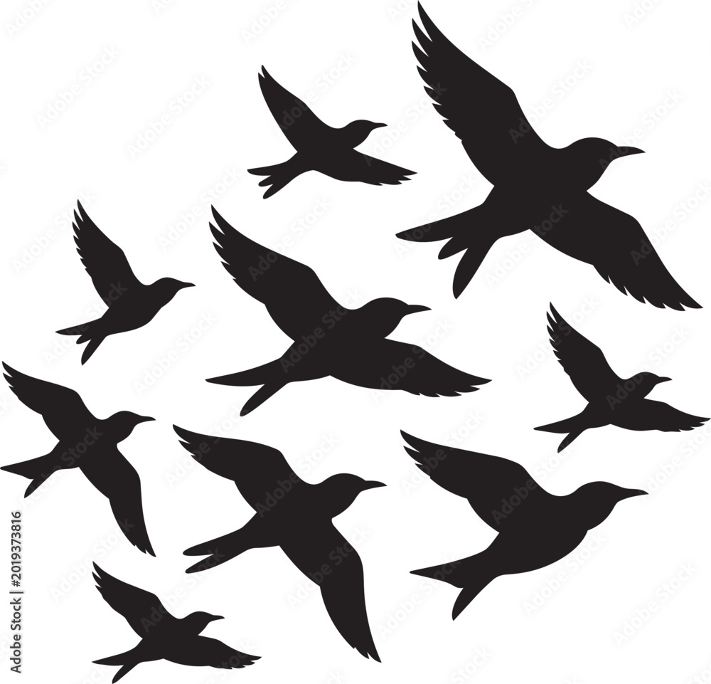 Obraz premium Flock of birds flying in silhouette in a composition with white spread wings and animal flight freedom
