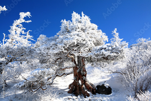 Tableau sur toile 눈꽃