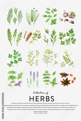 Set of herbs