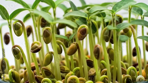 Close-up of sprouted seedlings with green leaves & seed shells still attached