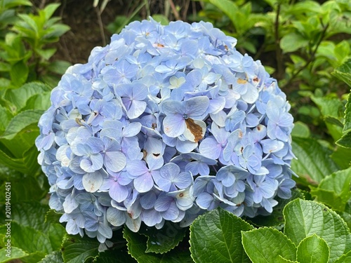 A beautiful natural blue hydrangea flower cluster blooms in a green garden setting, featuring soft petals and lush foliage.