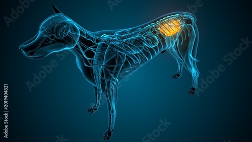 Tableau sur toile Large intestine part of a dog anatomy. 3d render