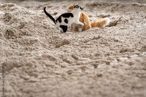 Ginger and Black-and-White Cats Playing in the Sand.
