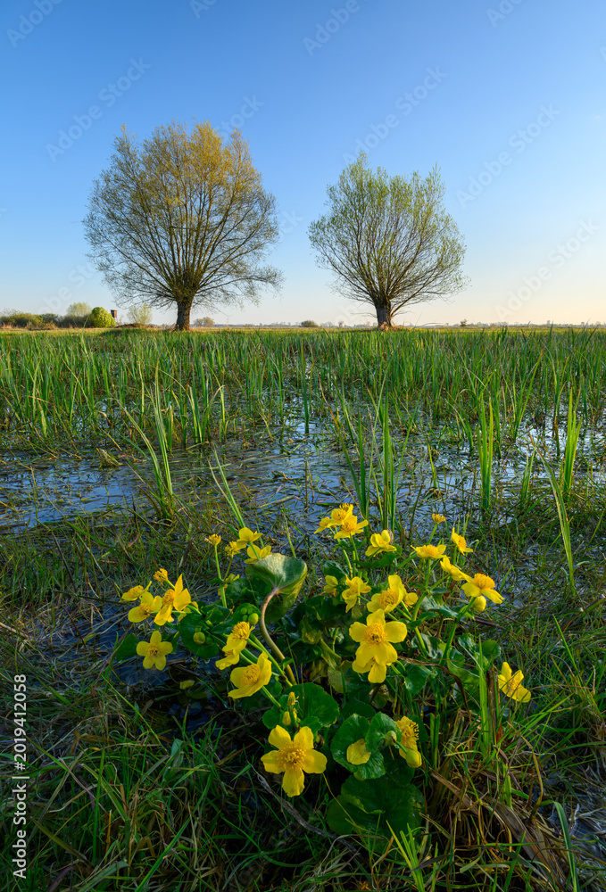 Fototapeta premium Spring landscape with marigold flowers and willows