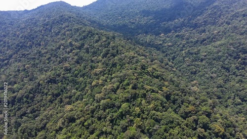 forest in the mountains