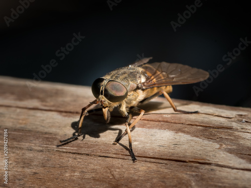 Large horsefly Tabanus resting on weathered wooden surface in summer