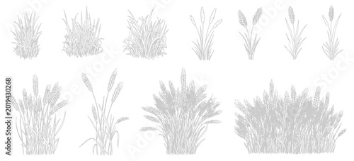 Bild auf Leinwand CAD Drawing Collection of Grass, Bushes, Shrubs, and Cattails, Detailed Botanica