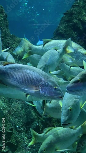school of yellowtail snappers swimming in a blue ocean reef