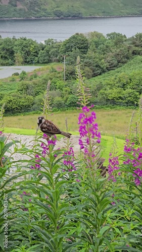 Two sparrows sitting on wild pink flowers; one bird takes off and flies away while the other looks around, Scotland