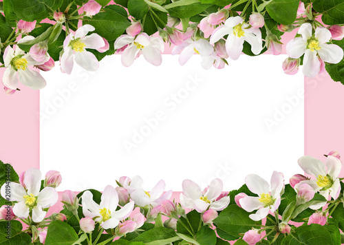 Flowers of apple tree in sp...