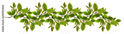 Tableau sur toile Fresh green leaves in a spring or summer line arrangement isolated on white  or