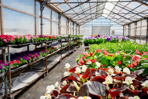 Greenhouse a greenhouse with flowering garden plants, where seedlings are grown, sunny and bright