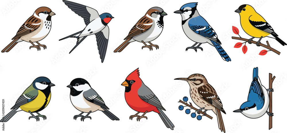 Fototapeta premium North American backyard bird vector set featuring cardinal, blue jay, sparrow, swallow, goldfinch, and chickadee species isolated on white background for nature and wildlife education design projects