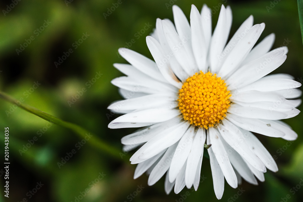 Fototapeta premium White daisy in the grass close-up