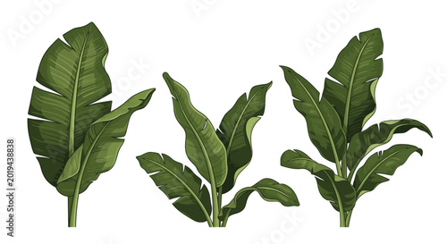 Set of lush green banana plant leaves with detailed textures and shadows suitable for tropical theme designs and patterns.