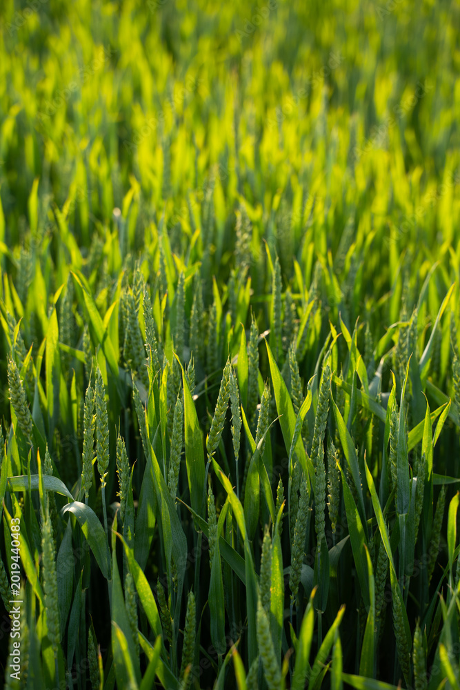 Obraz premium Green wheat field growing under warm sunlight, symbolizing agriculture, sustainable farming, and healthy harvest
