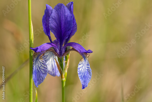Fotografie Single blue Siberian iris Iris sibirica flower stands tall in meadow grass