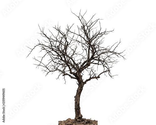 Detailed photograph of a dry dead tree with bare branches and textured bark presented as a cutout on transparent background