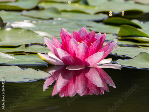 池に咲くスイレンの花