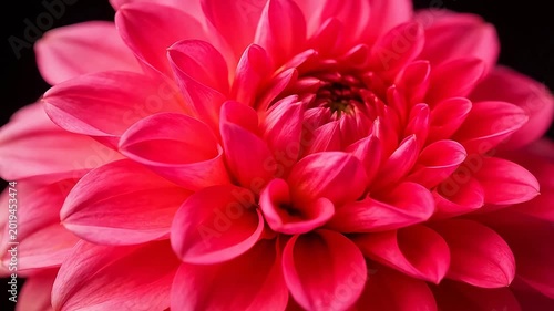 Closeup of a vibrant pink flower