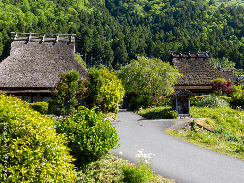 Fototapeta premium 新緑に覆われた美山かやぶきの里の風景