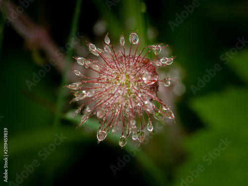 Tableau sur toile Avens Geum seed head with feathery awns holds shining dew drops in forest
