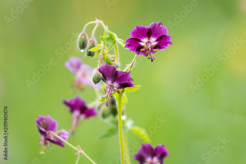 Cluster of dusky cranesbill Geranium phaeum dark purple flowers in meadow