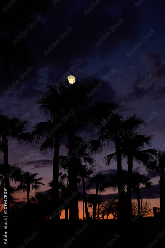 Fototapeta premium Full Moon on a twilight sky with landscape silhouettes.