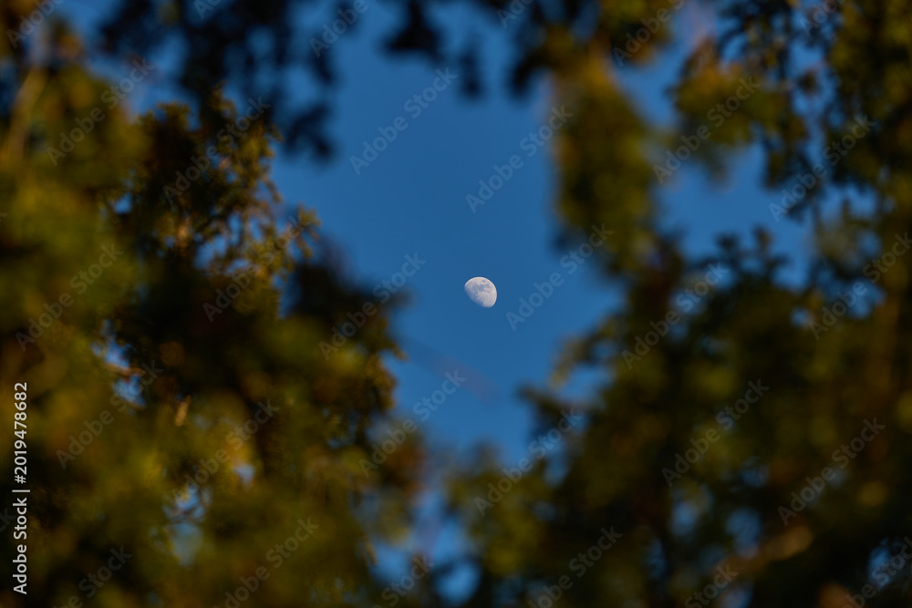 Fototapeta premium Waxing gibbous Moon with tree silhouettes on a daylight blue sky.